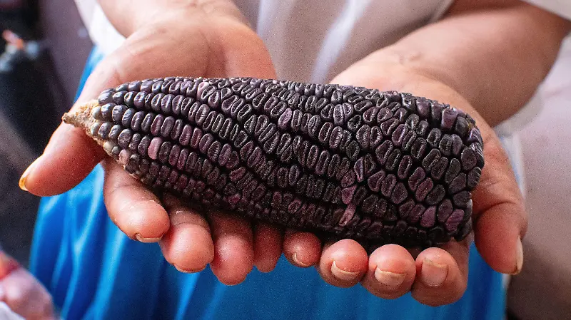 TOSTADAS DE ARRIERO_5